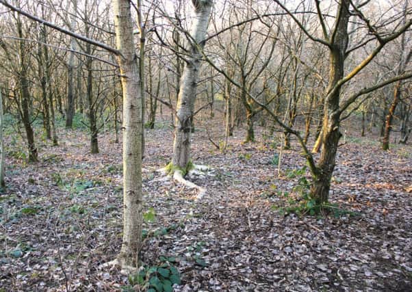 The location in the wood where the bodt would found.