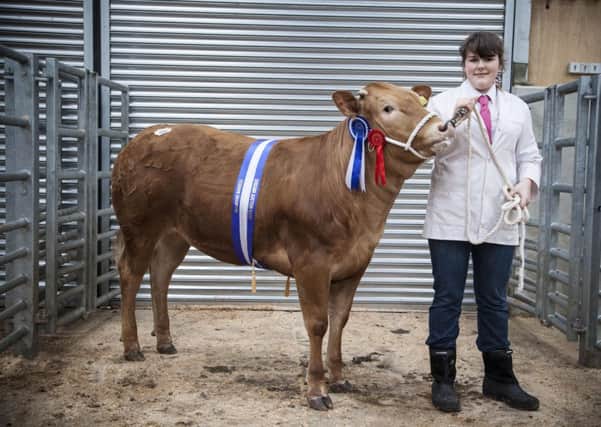 Young Handlers Show and Sale at Gisburn Auction Mart. Jessica Howard-reserve champion winner of Gisburn Auction Marts Cattle Overwintering Competition with her Blonde d'Aquitaine heifer which sold for £1070