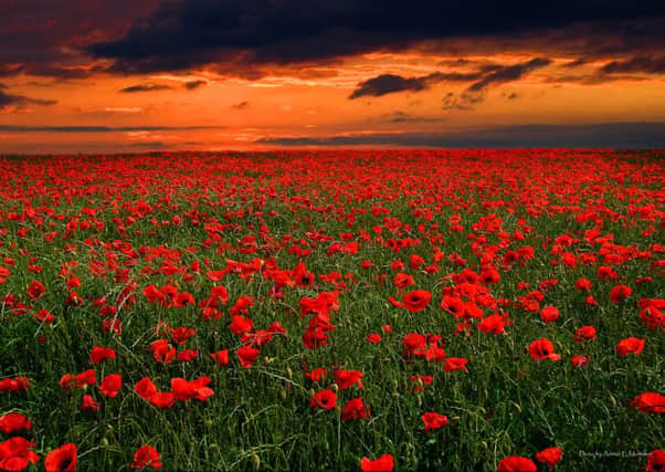 Poppies, picture by Adrian Mortimer of Hightown.