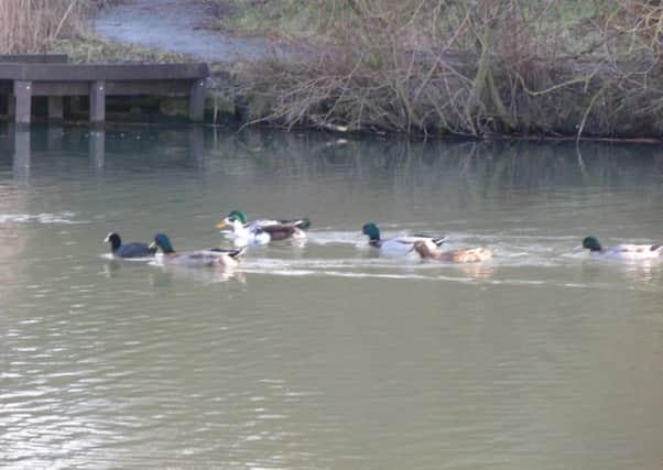 Ducks.