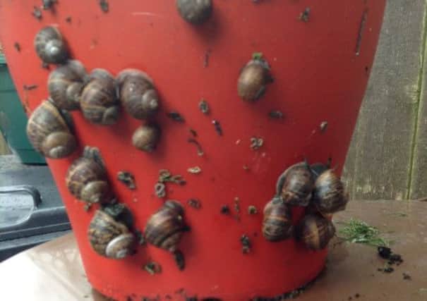 A snail invasion (s)