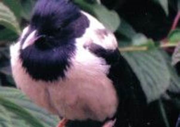 The rose-coloured starling which has been causing a flap in Burnley