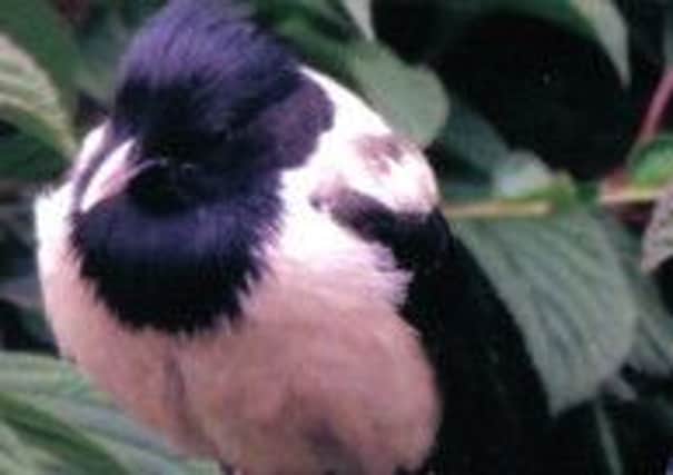 The rose-coloured starling which has been causing a flap in Burnley. (s)
