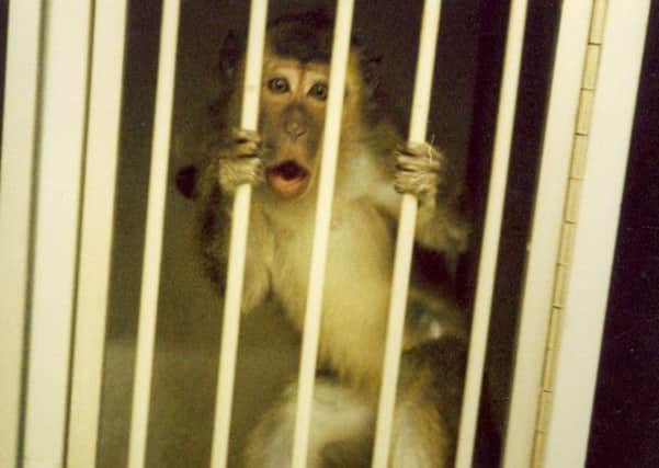 primate used in UK experiment. Photo: BUAV/PA Wire