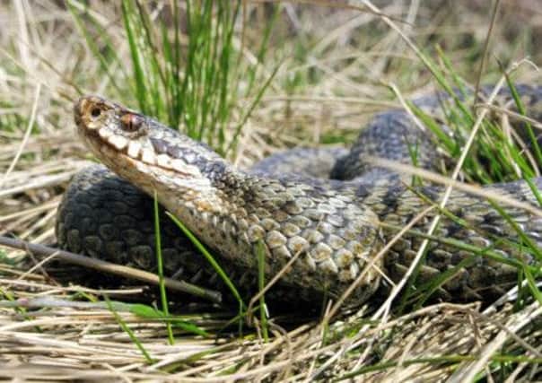 Adder bites can be fatal to dogs.