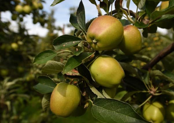 Braeburn apples. Photo: Joe Giddens/PA Wire
