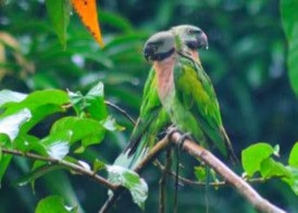 Parrot India