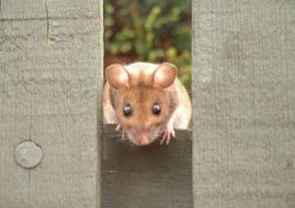 Graham Arche's photo of a mouse