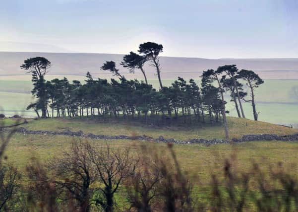 The distinctive pine trees of Lady Hill in Wensleydale between Aysgarth and Askrigg.  Picture Bruce Rollinson