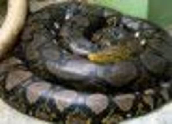 A reticulated python like the one found on the side of the Leeds and Liverpool Canal (s)