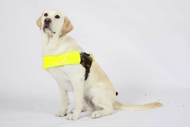 Labrador / Golden Retriever Guide Dog studio portrait.