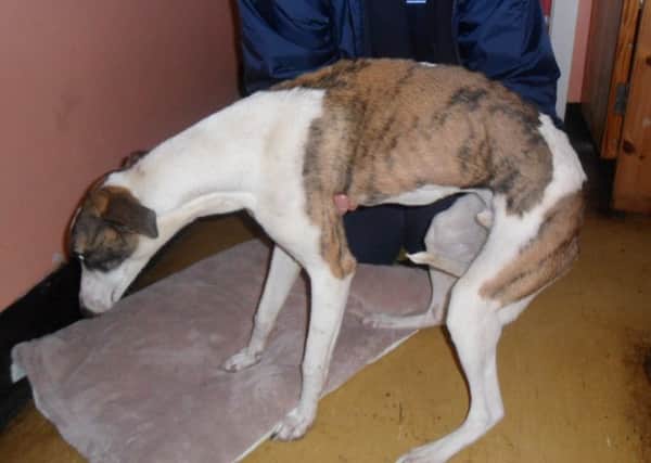 Boris, a greyhound type dog, was thrown over a six foot wall onto concrete when he was dumped at RSPCA's Longview Animal Centre, Blackpool