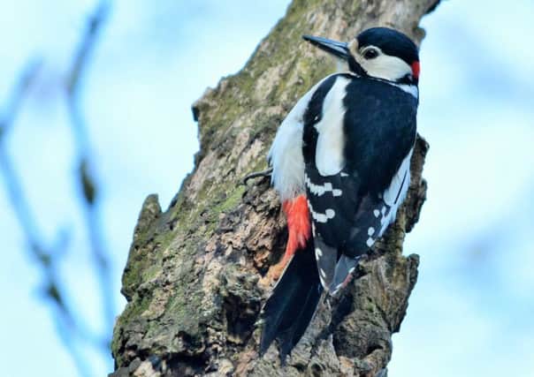 Photo of the Week: Spotted woodpecker this moring captured whilst taking my dog for a walk this morning its on Robinson Lane, Reedley - David Belshaw