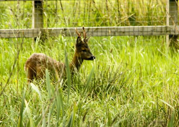 Brian Goodwill took this picture of a roe deer in Towneley Park just days before the carcass was found.