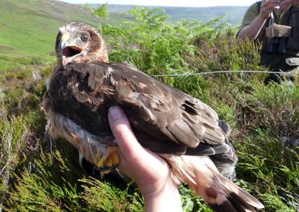 One of the two Hen Harriers, 'Sky', which has disappeared from a nesting site in the Forest of Bowland.