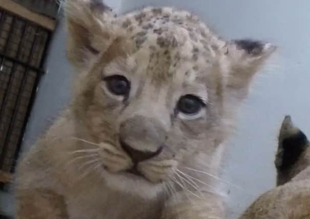 Blackpool Zoo's lion cub Khari, who is just eight weeks old, caught on camera after staff secretly placed a GoPro in a log in his sleeping quarters