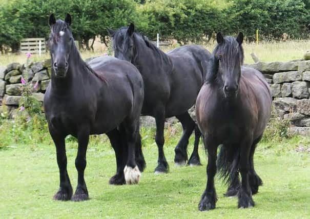 Warning for North West horse owners