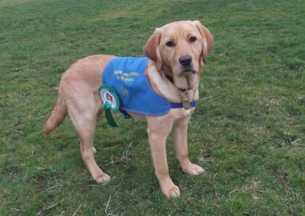 Darcy the guide dog
