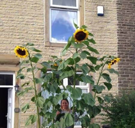 Gillian Beckwith hides in the sunflowers in her and husband Daniel's front garden. (S)