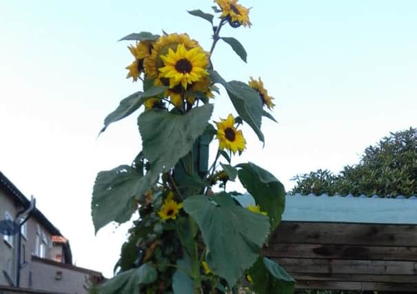 Carole England's sunflower. (S)