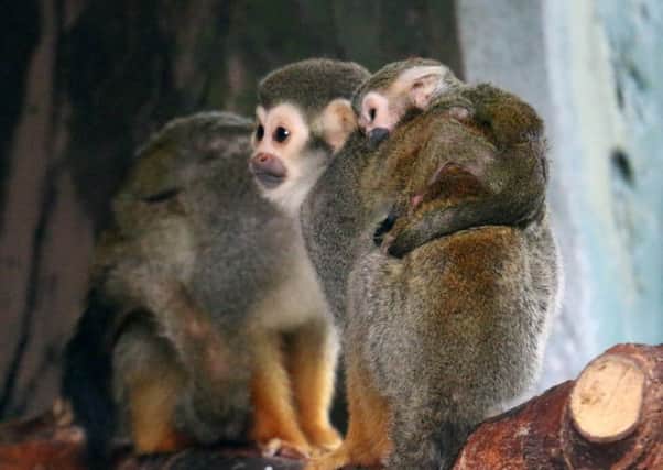 Baby monkey on his mother's back
