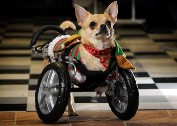 Roo the chihuahua, who was born without front legs, has a set of wheels for Christmas at the Pendle Dogs in Need hub in Colne