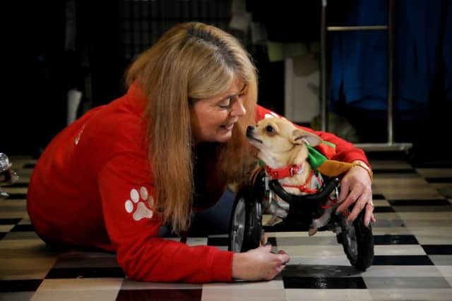 Pendle Dogs In Need volunteer Angela Cooper with Roo the chihuahua