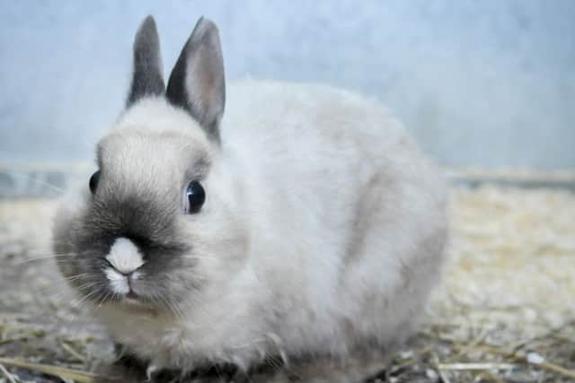 Easterleigh Animal Sanctuary desperately need homes for their animals before they are forced to move from the site.  Pictured is dwarf rabbit Roger.