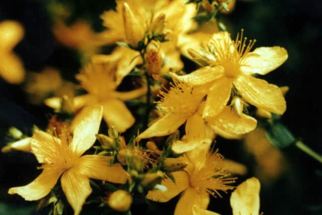St Johns Wort, a wild perennial plant native to Europe. Photo: PA Wire