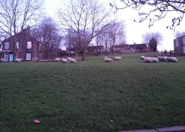Sheep grazing on the green on Guy Street in Padiham