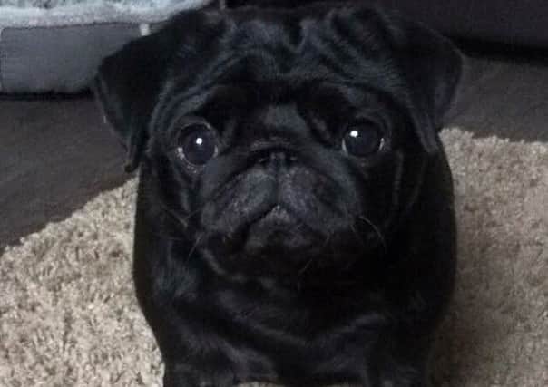 Priscilla the pug who was stolen but it now home safe (s)