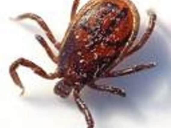A tick which can carry the deadly disease