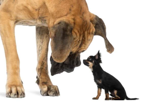 Little and large - changes in dog popularity
