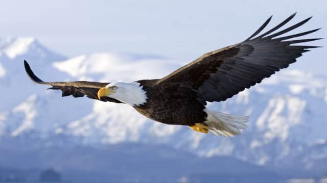 Homer, Alaska, United States --- Bald Eagle in mid-air flight over Homer Spit Kenai Peninsula Alaska Winter --- Image by Â© AlaskaStock/Corbis