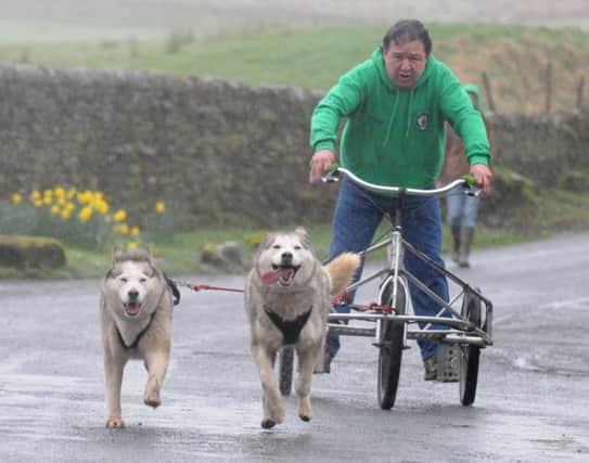 John Duxbury is pulled along with two of his huskies.