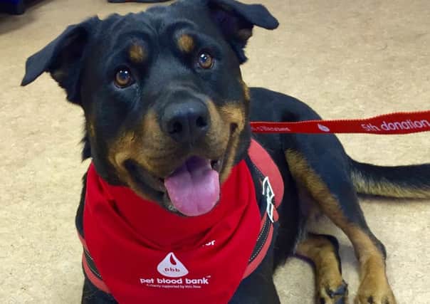Tilly donates blood to save other dogs