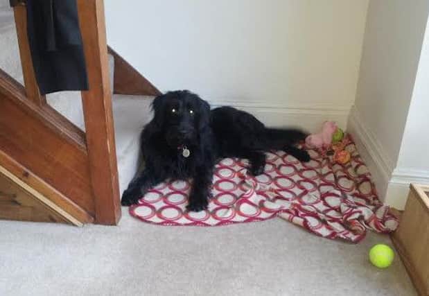 Lola, a labradoodle belonging to Mark Hodson who has been put down after being poisoned
