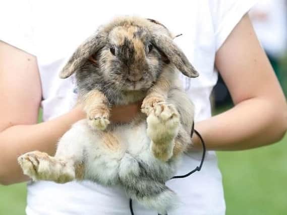 Rabbits at risk (Photo: Getty)