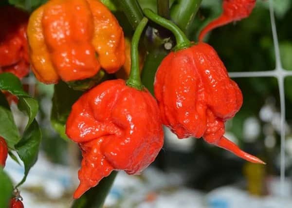 World's hottest chilli: Carolina Reaper