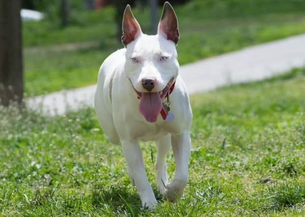American Pitbull terriers are among the breeds banned under the 1991 Act. Photo credit: Shutterstock