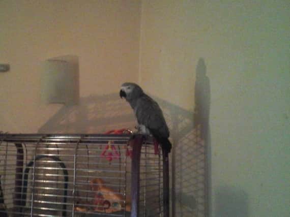 Coco the missing African Grey parrot