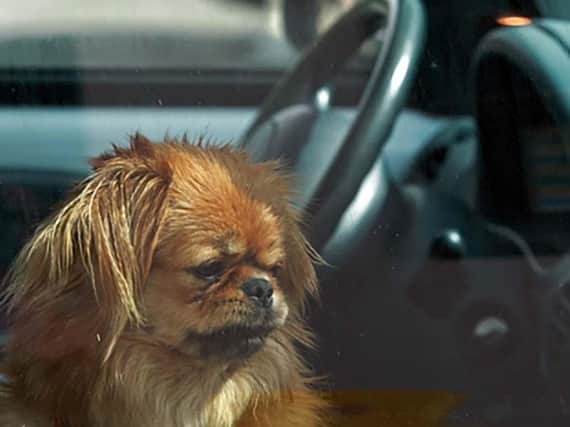 Dogs die in hot cars. Shutterstock
