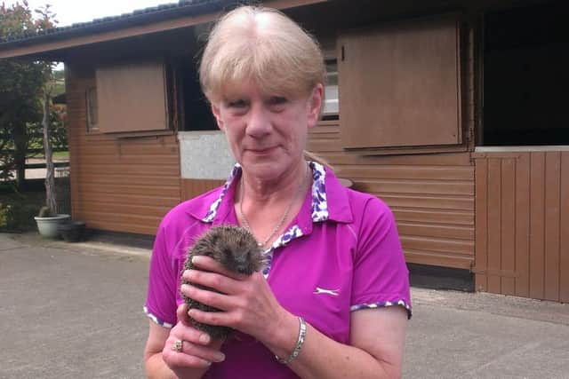 CARING: Katrina Dorrington and a rescued hedgehog. (s)
