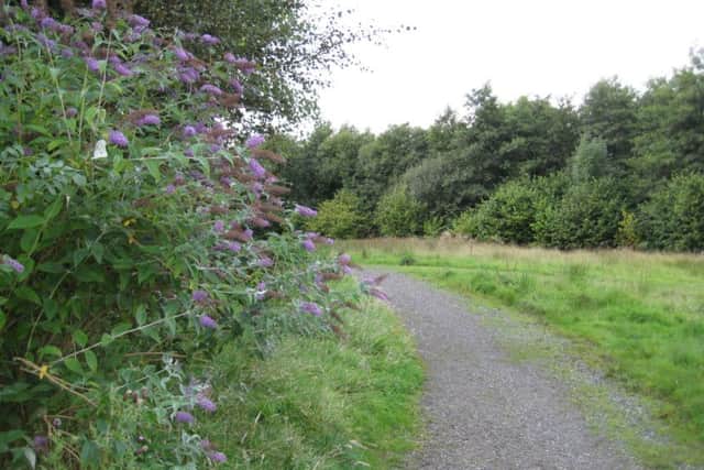 Queen's Park Millienium Wood access paths