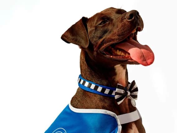 Battersea Dogs home residents will wear these special canine tuxes, at a glamorous event where they could find new homes.