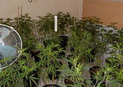 Some of the cannabis plants found in every room of the building