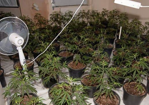 Some of the cannabis plants found in every room of the building