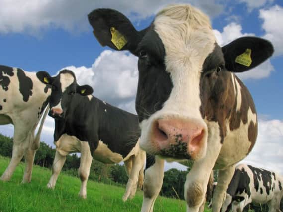 Raw Milk direct from the dairy herd is set to be sold at a Sabden farm