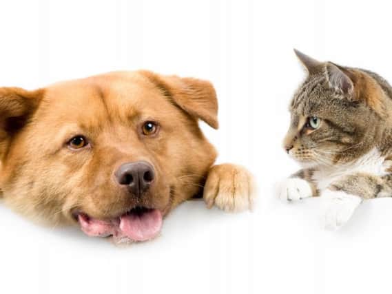 MORE TH>N Insurance has released stress-relieving films for cats and dogs during the fireworks season. (s)
