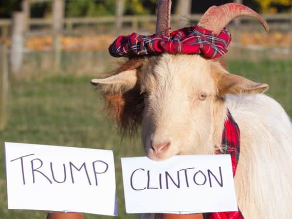 Boots the psychic goat predicts the results of the US Presidential election, with Hillary Clinton being his choice to win.